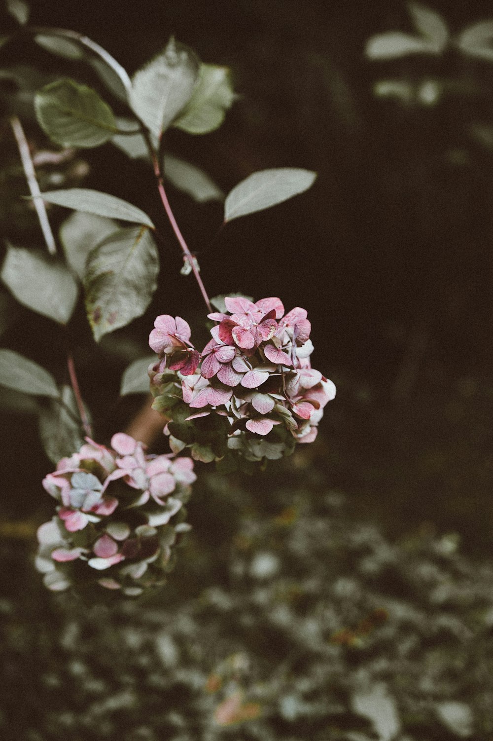 fotografia de foco seletivo de flores cor-de-rosa