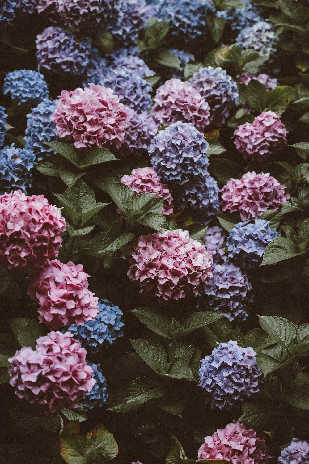 close-up photgraphy of pink and purple cluster flowers