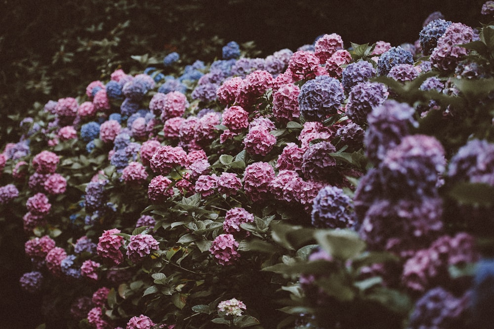 tilt shift lens photo of purple and pink flowers