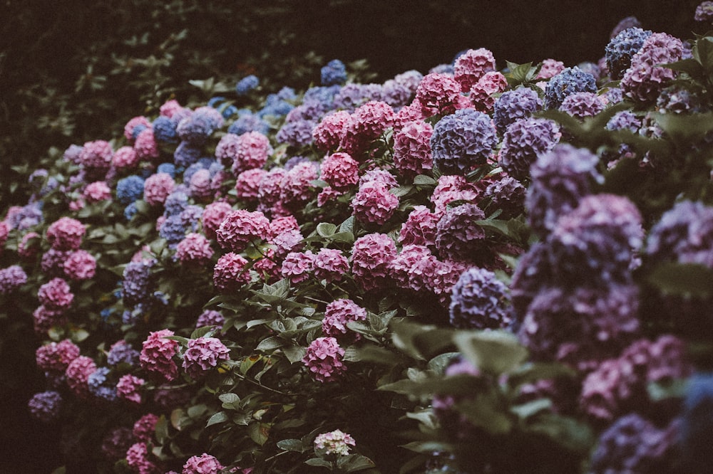 Tilt-Shift-Objektivfoto von lila und rosa Blumen