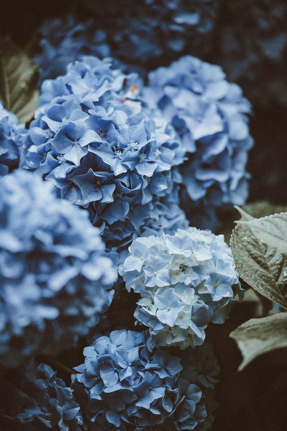 青と白の花びらの花