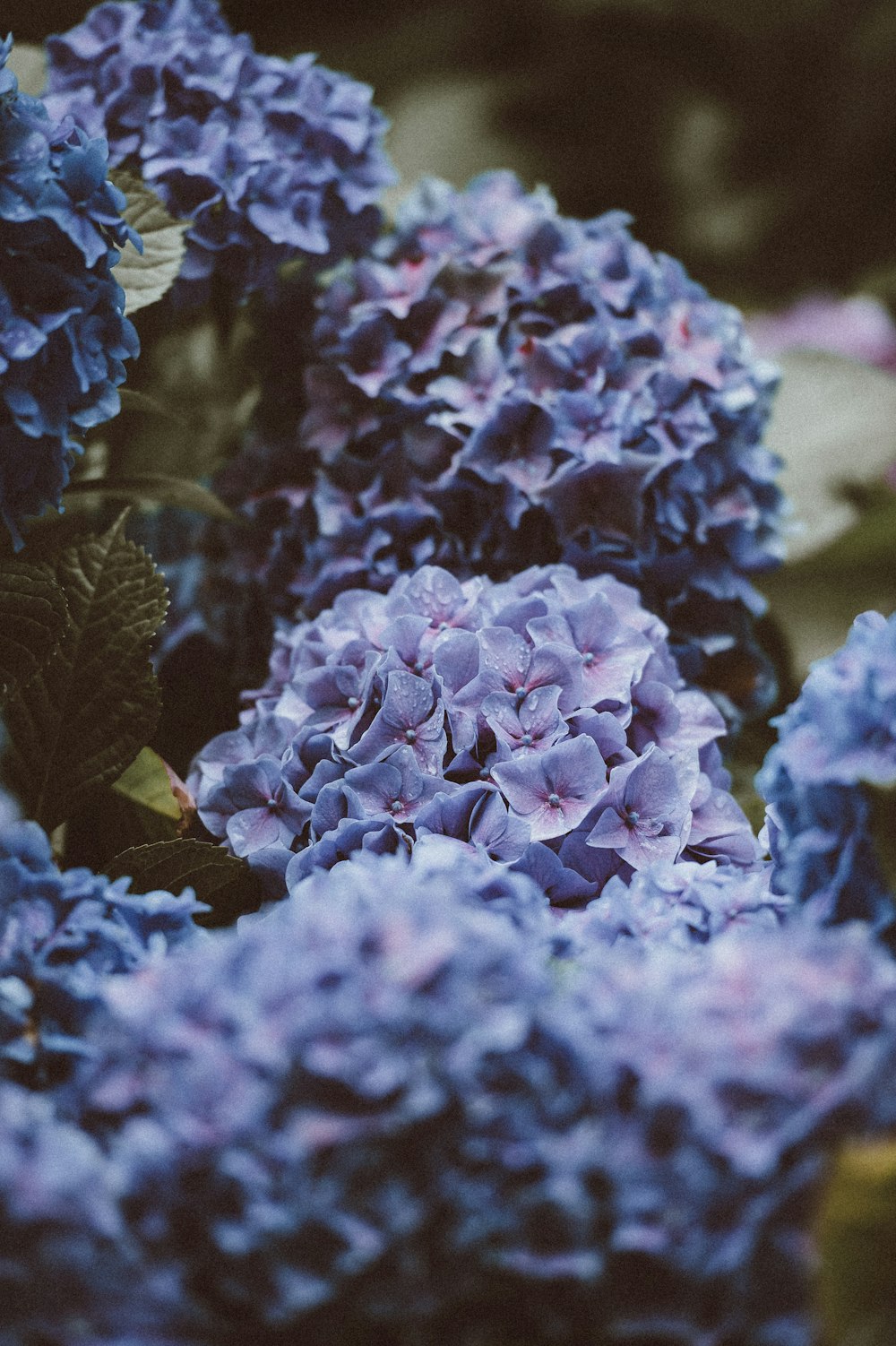 Fotografia selettiva di fiori dai petali viola