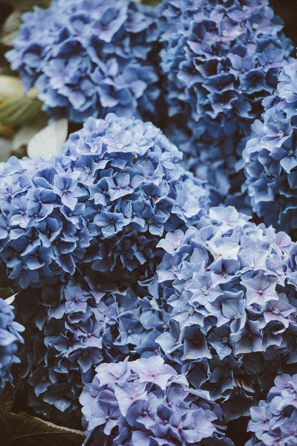 cluster of purple Hydrangea flowers