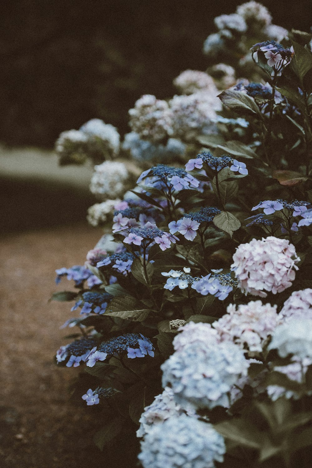 shallow focus photography of pink and blue flowers
