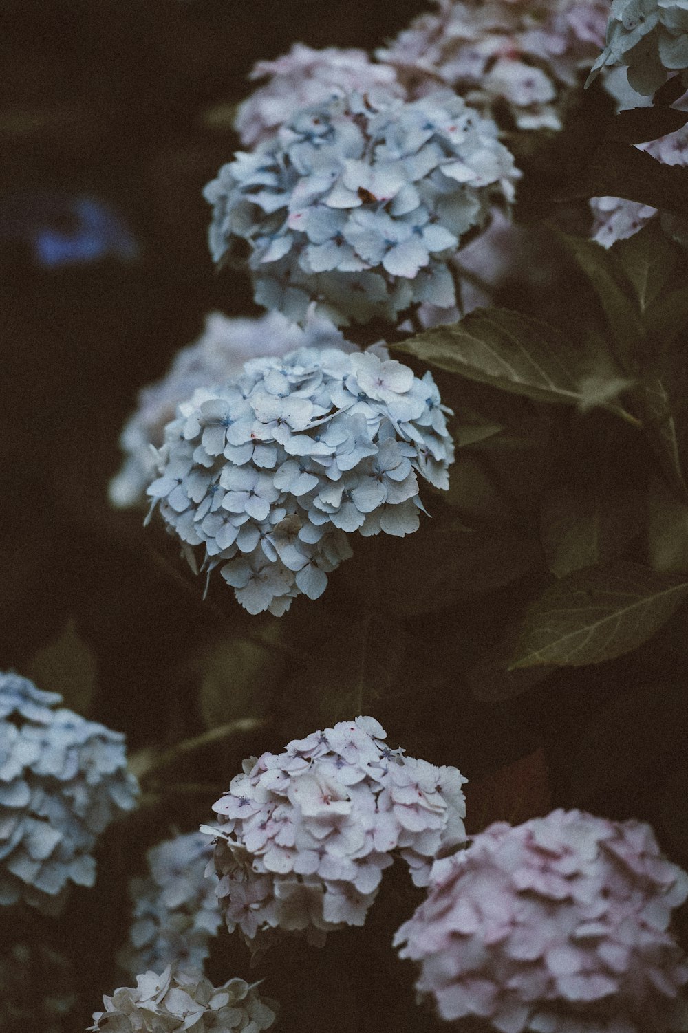 white and pink flowers plant