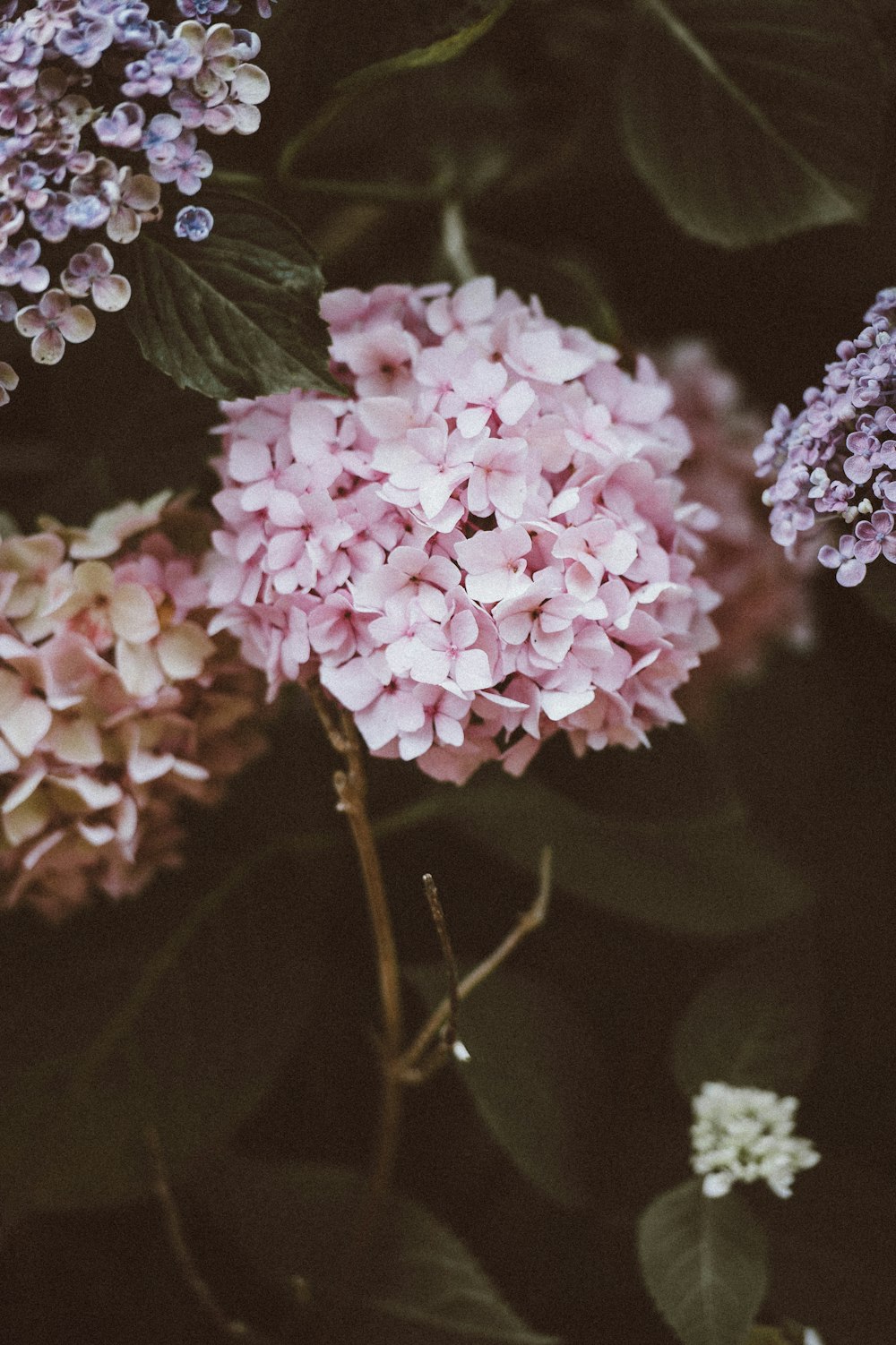 pink flowers