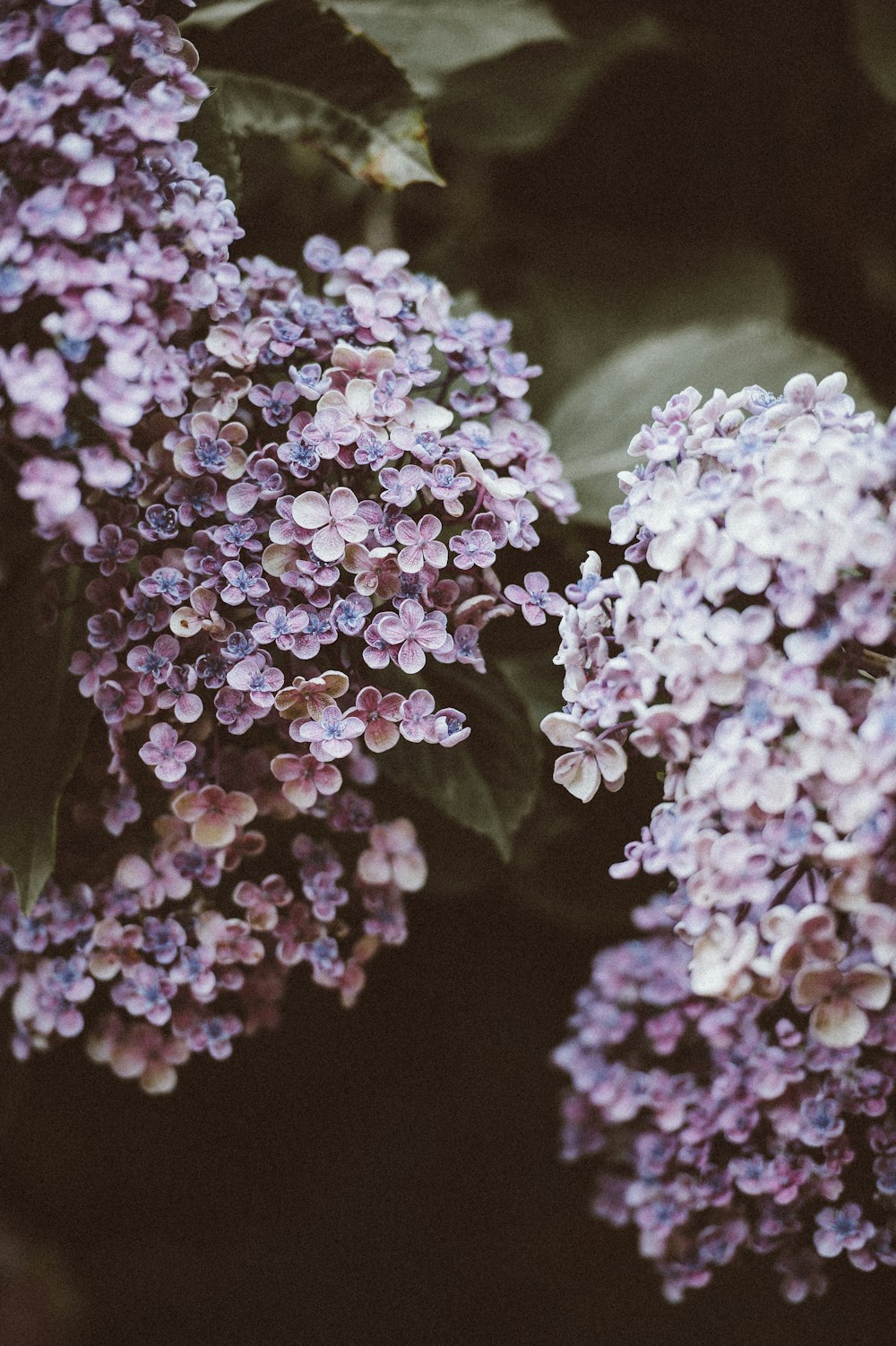 foto ravvicinata di fiore dai petali viola