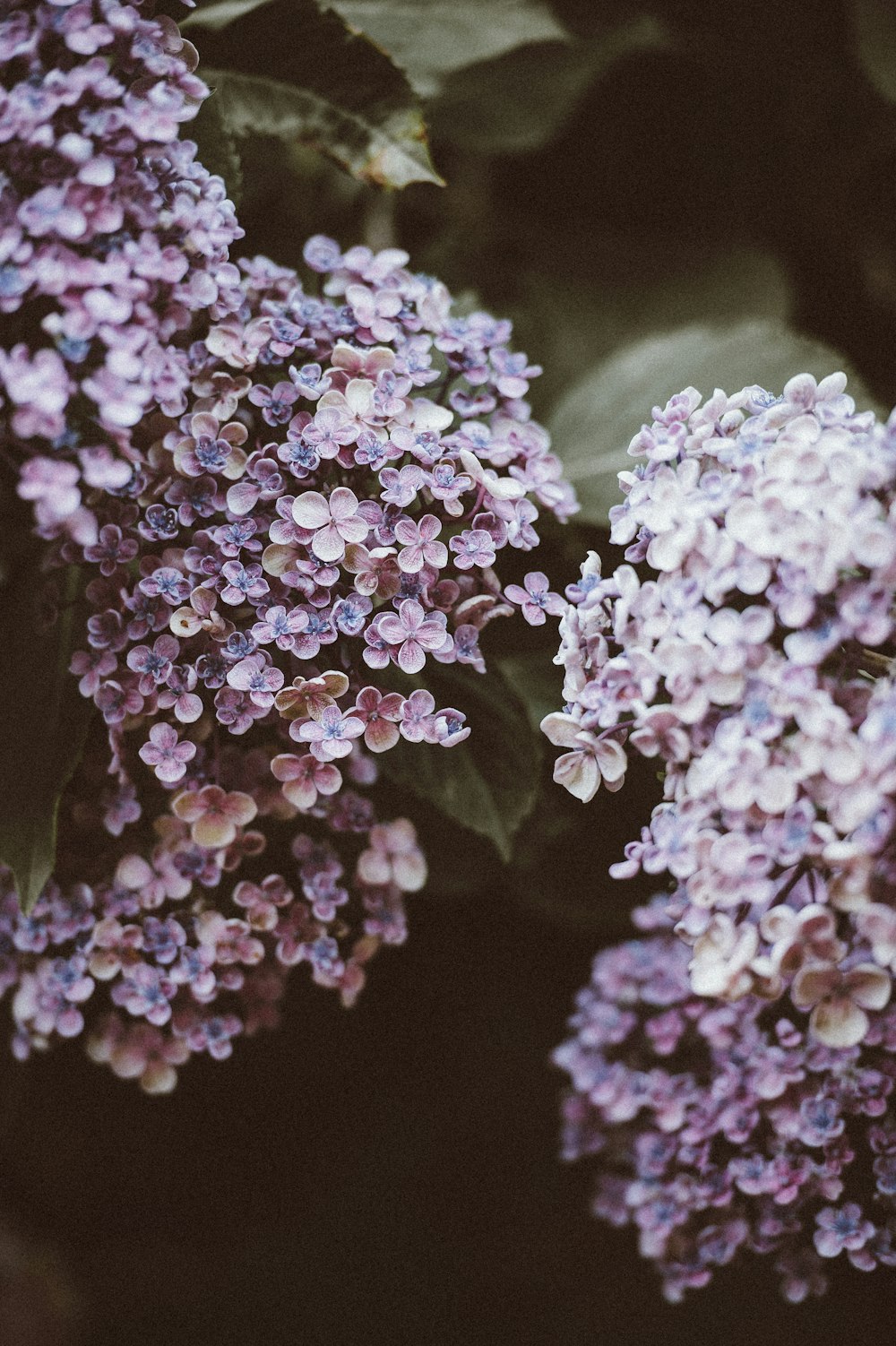 Foto de primer plano de flor de pétalos púrpura