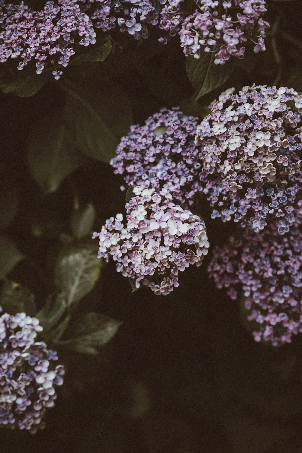 Fotografia a fuoco superficiale di fiori viola