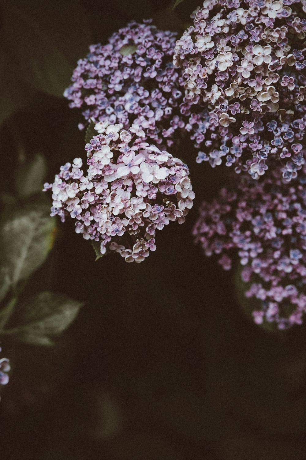 selective-focus photography of purple petaled flowers