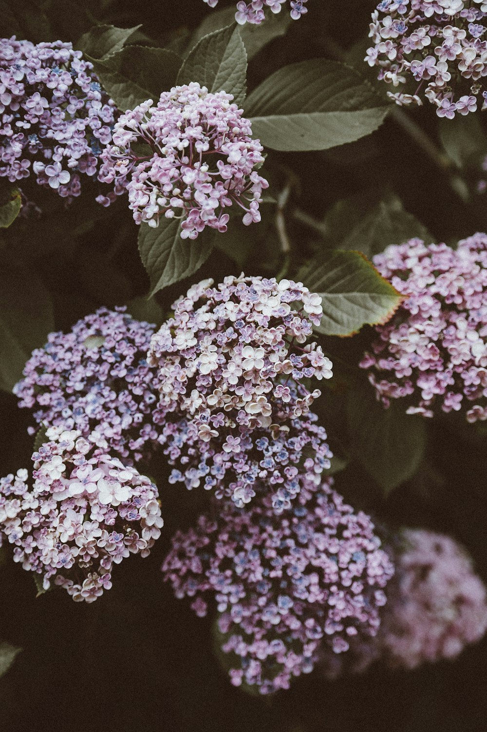 shallow-focus photography of purple flowers