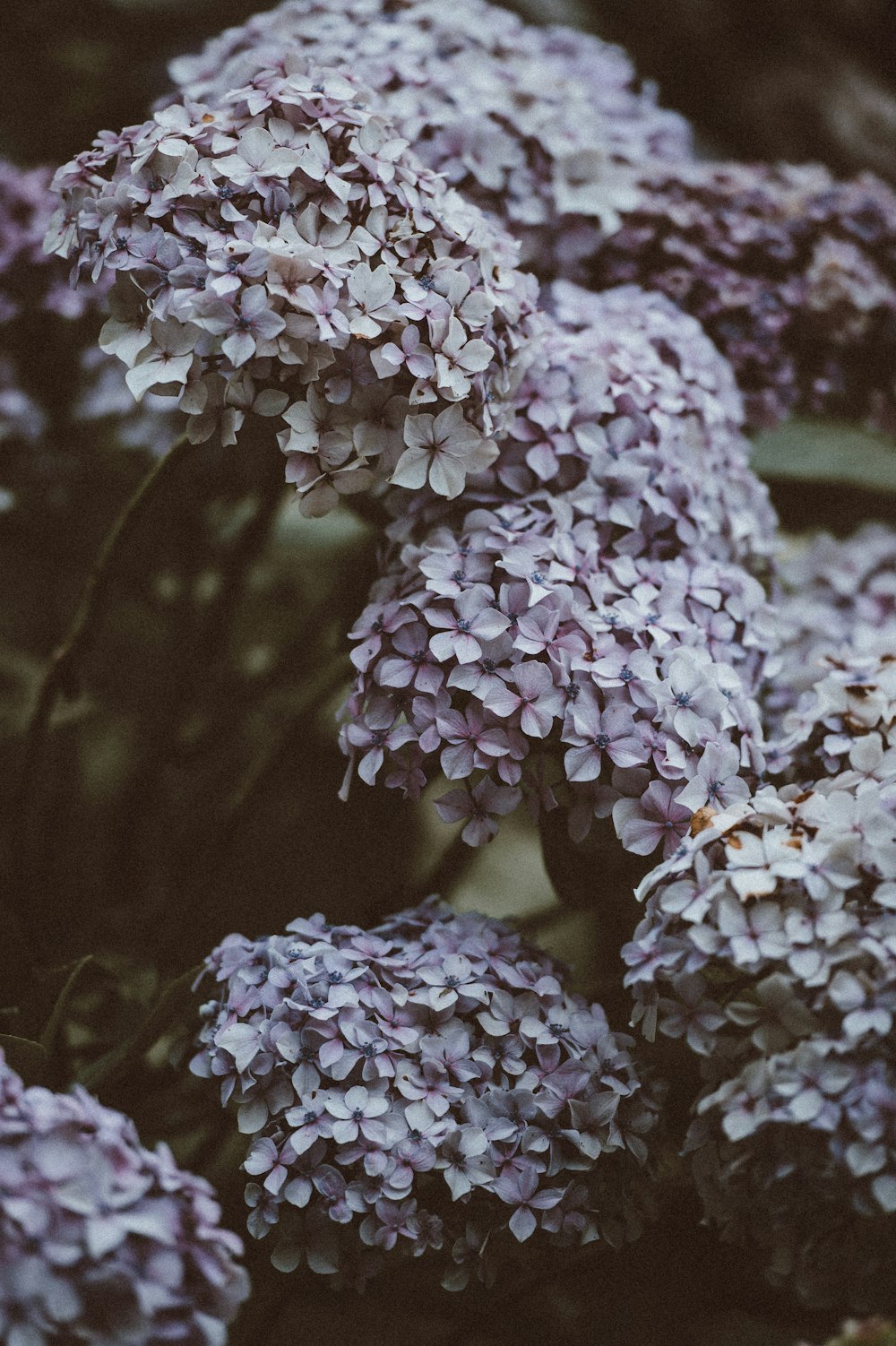 clustered purple petaled flower