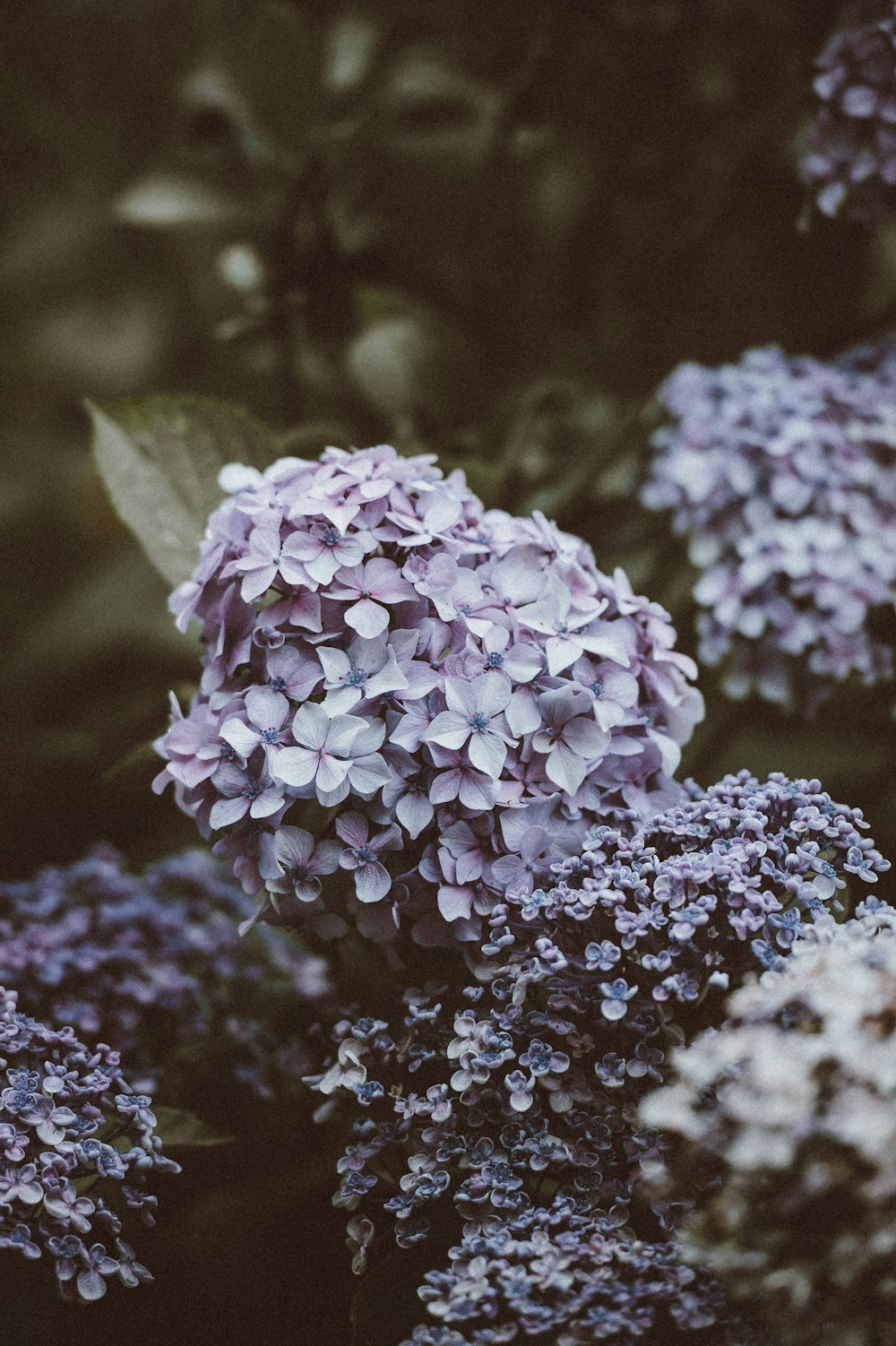 Fotografía de enfoque selectivo de flores de hortensias moradas