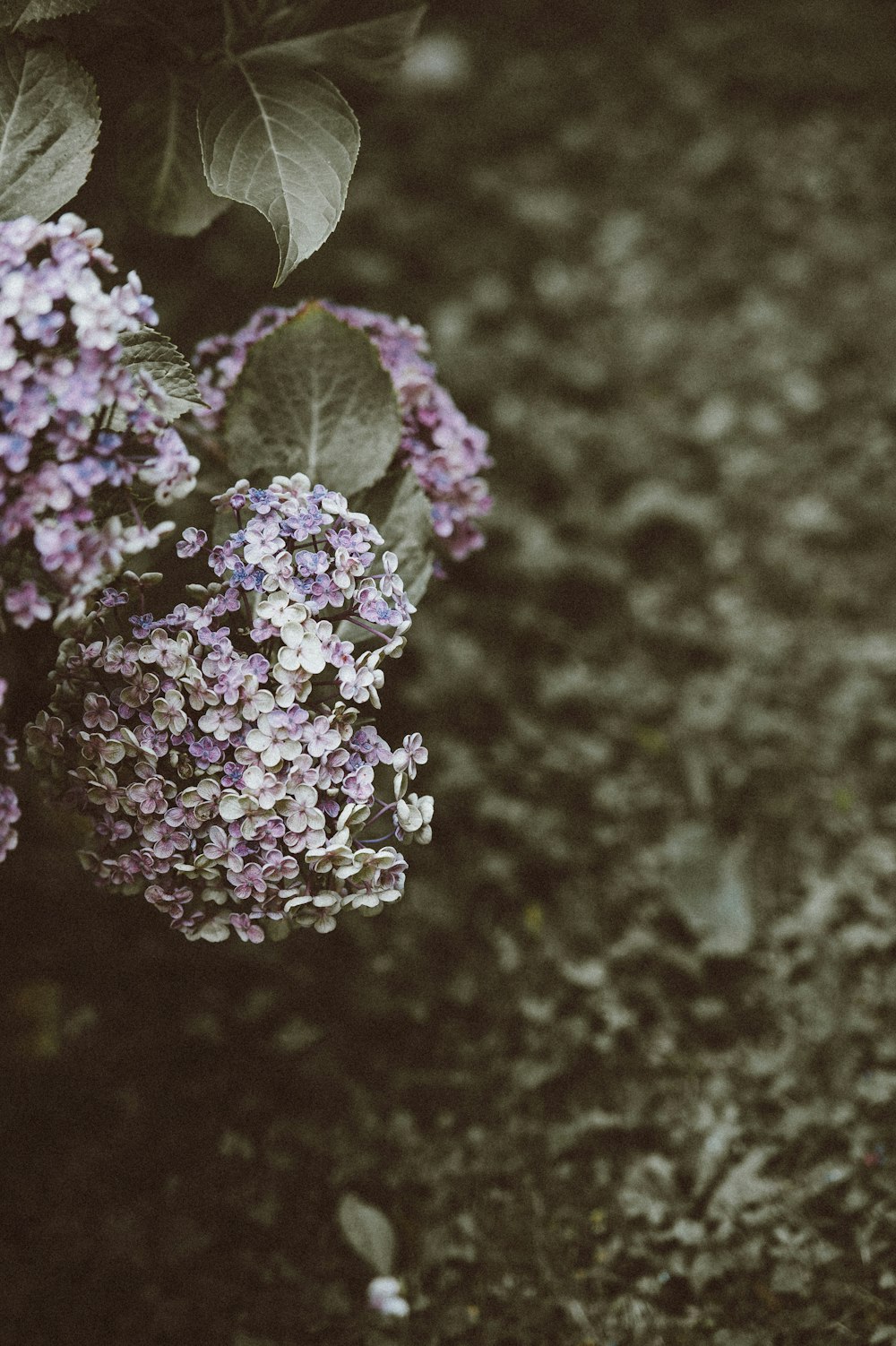 closeup photo of white and purple flowers