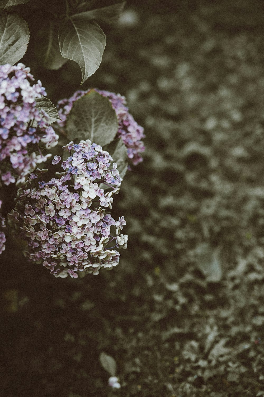 foto ravvicinata di fiori bianchi e viola