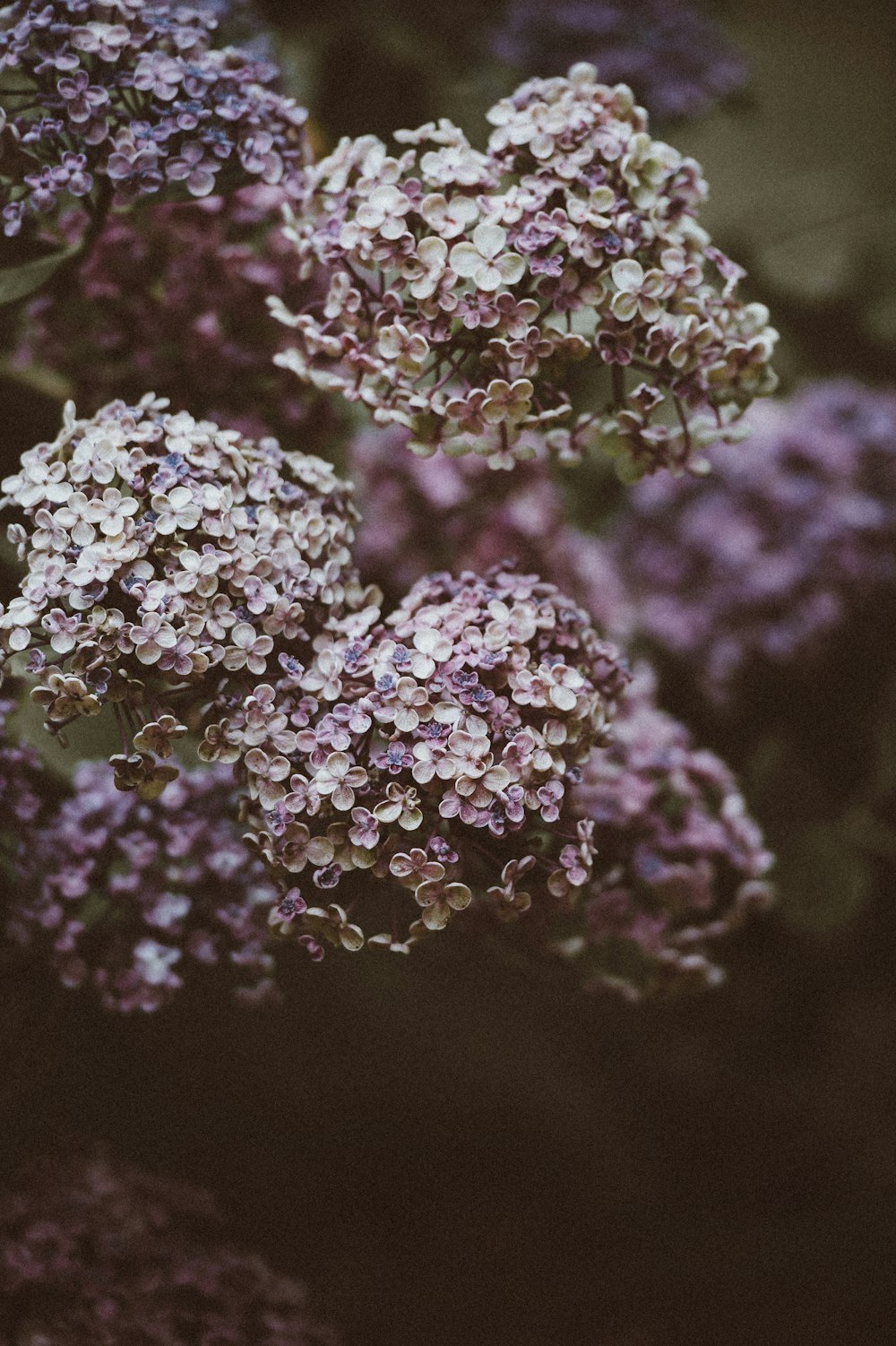 closeup photo of white petaled flowers