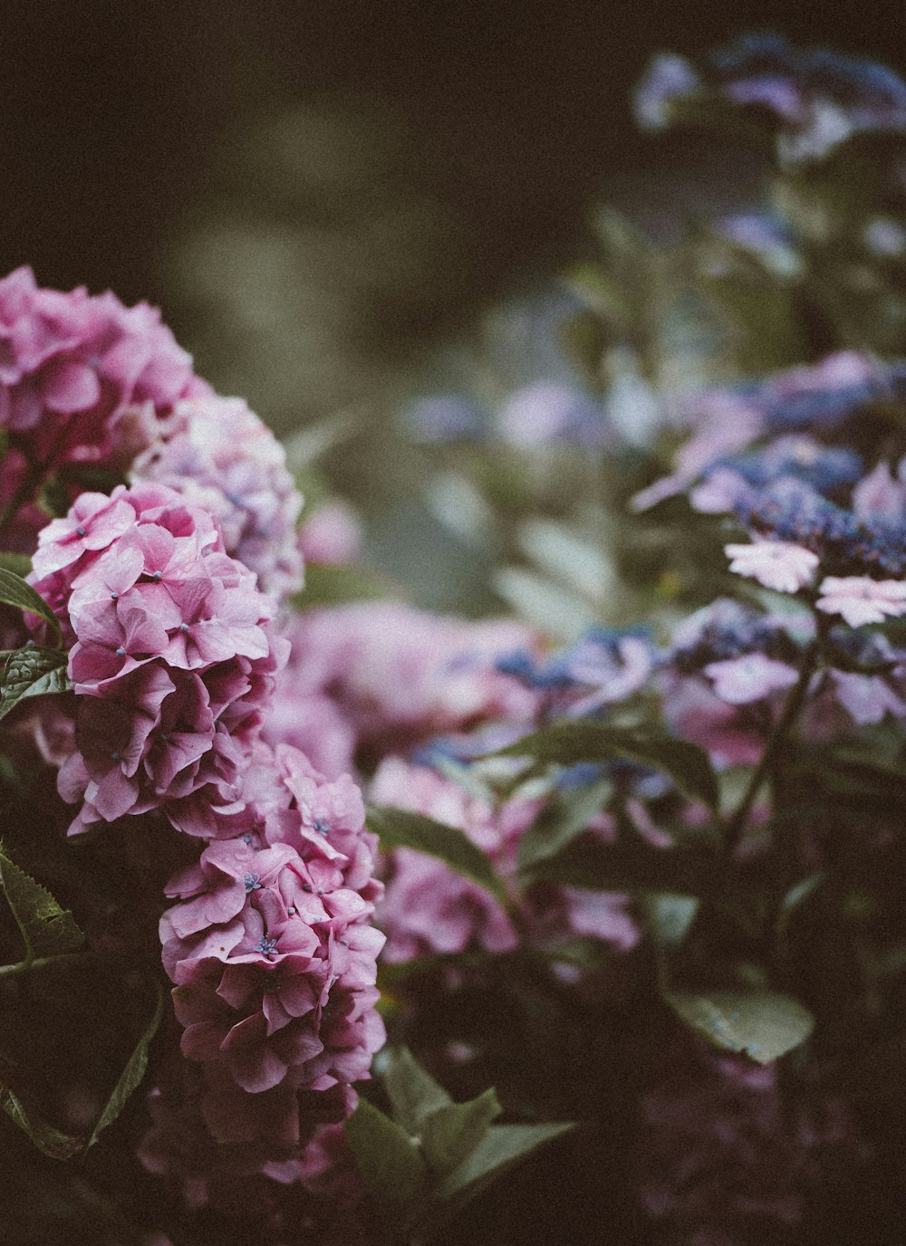 selective focus photo of pink petaled flowers