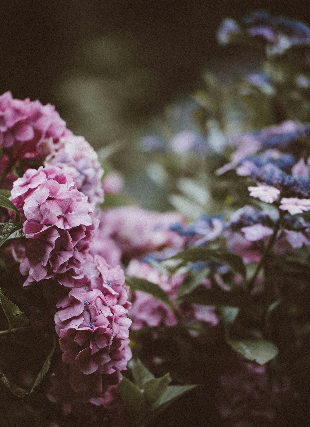 분홍색 꽃잎 꽃의 선택적 초점 사진