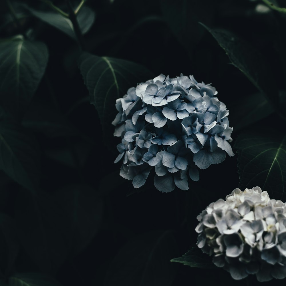 shallow focus photography blue flowers