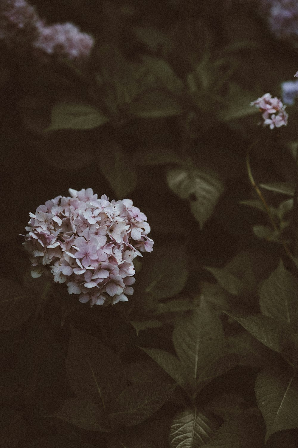 a bunch of flowers that are in the grass