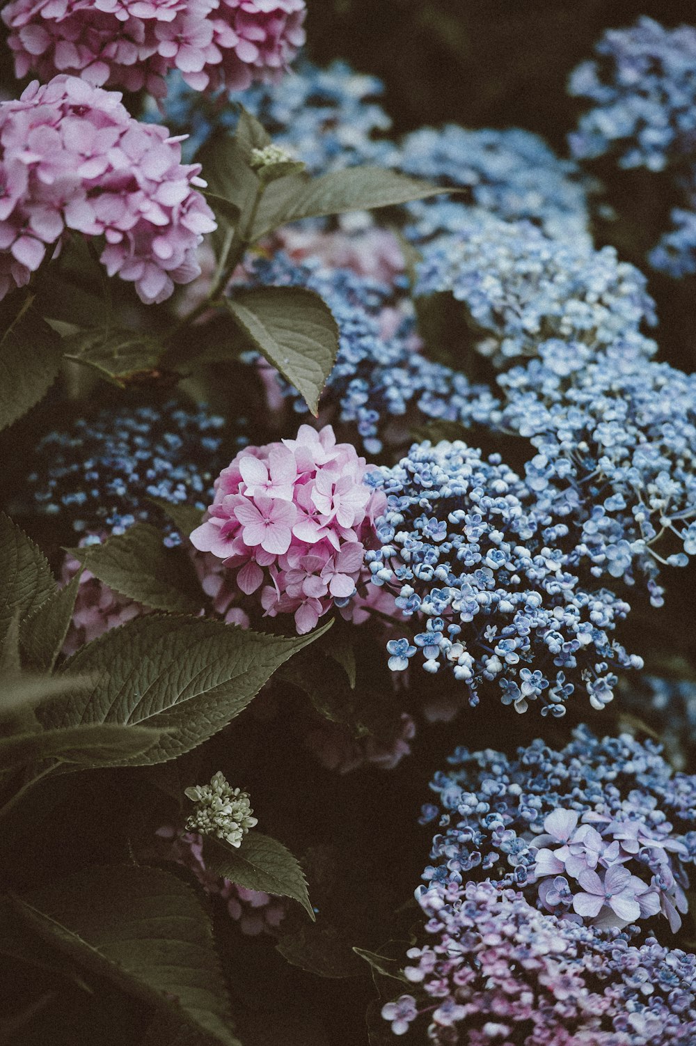 shallow focus photography of pink and blue flowers