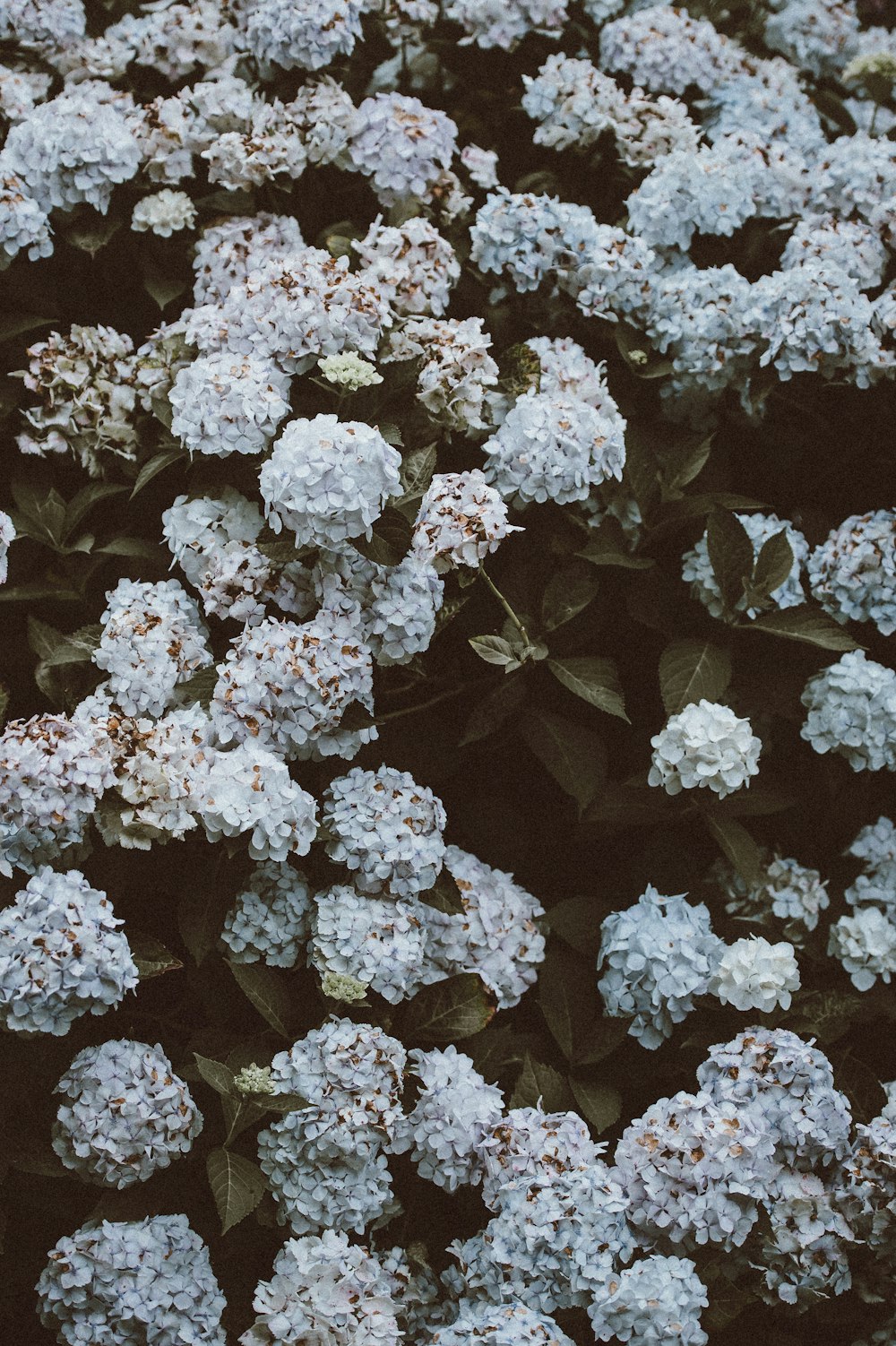 bed of white petaled flowers