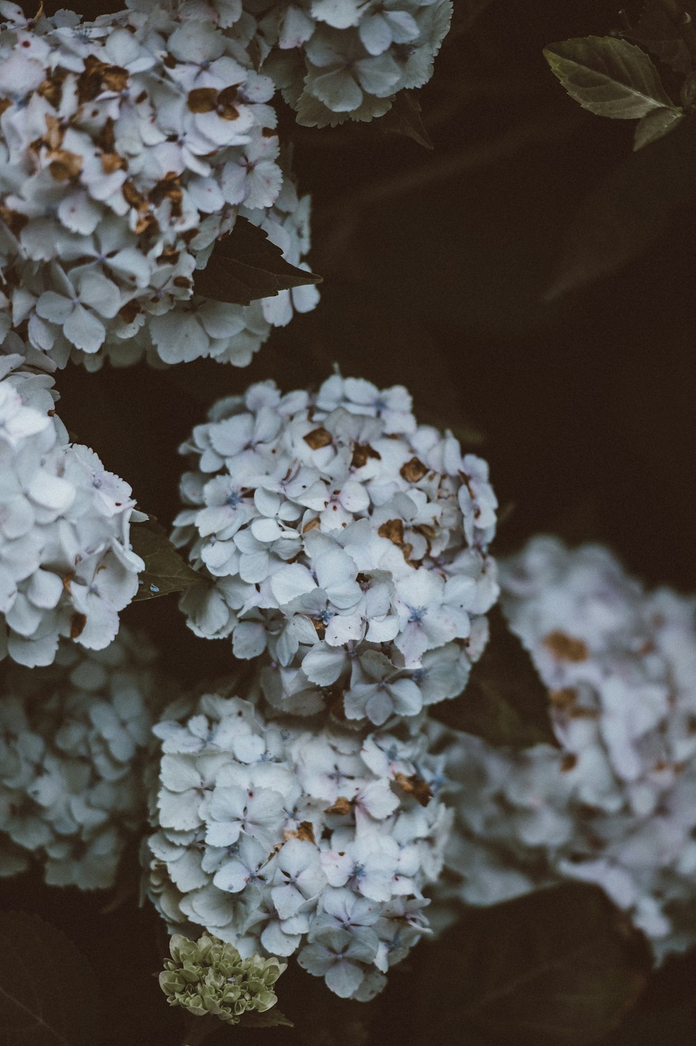 fotografia ravvicinata di fiori di ortensie bianche