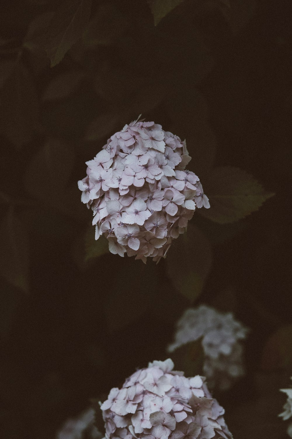 shallow focus photo of white flowers