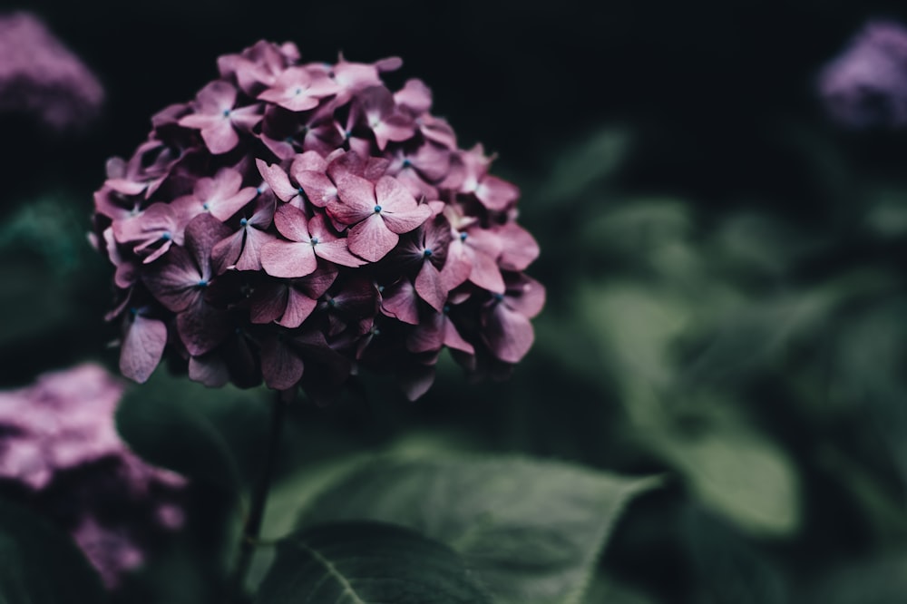 selective photography of purple petaled flowers