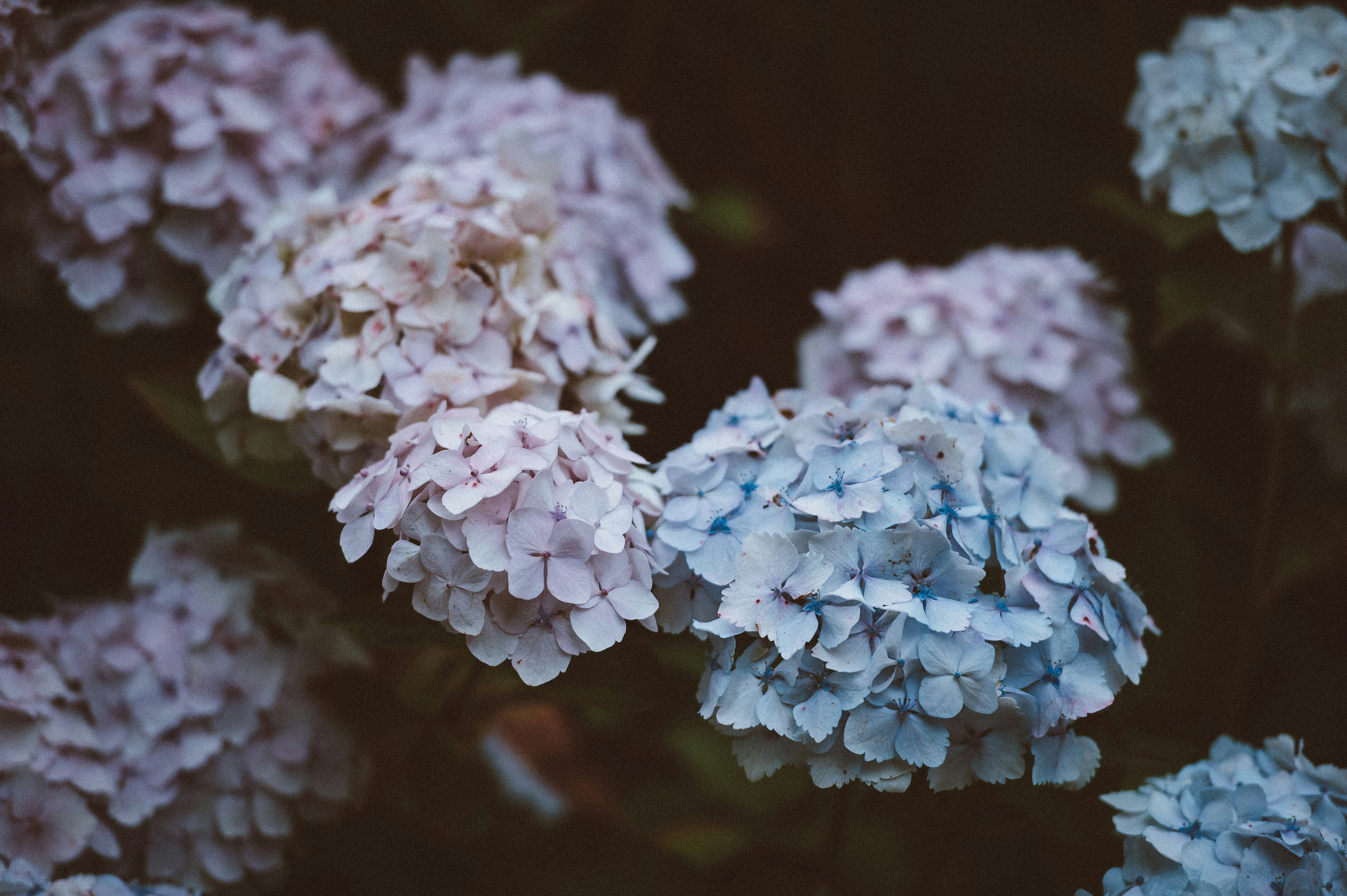 Photo by anniespratt