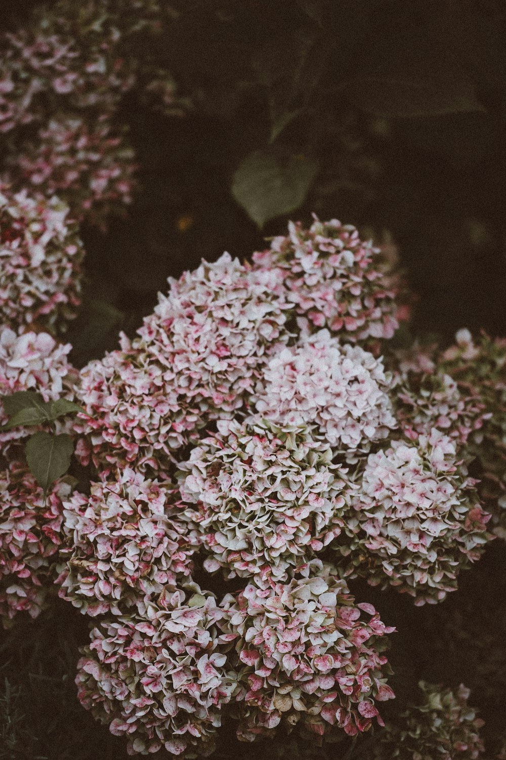 pink-and-white cluster flowers