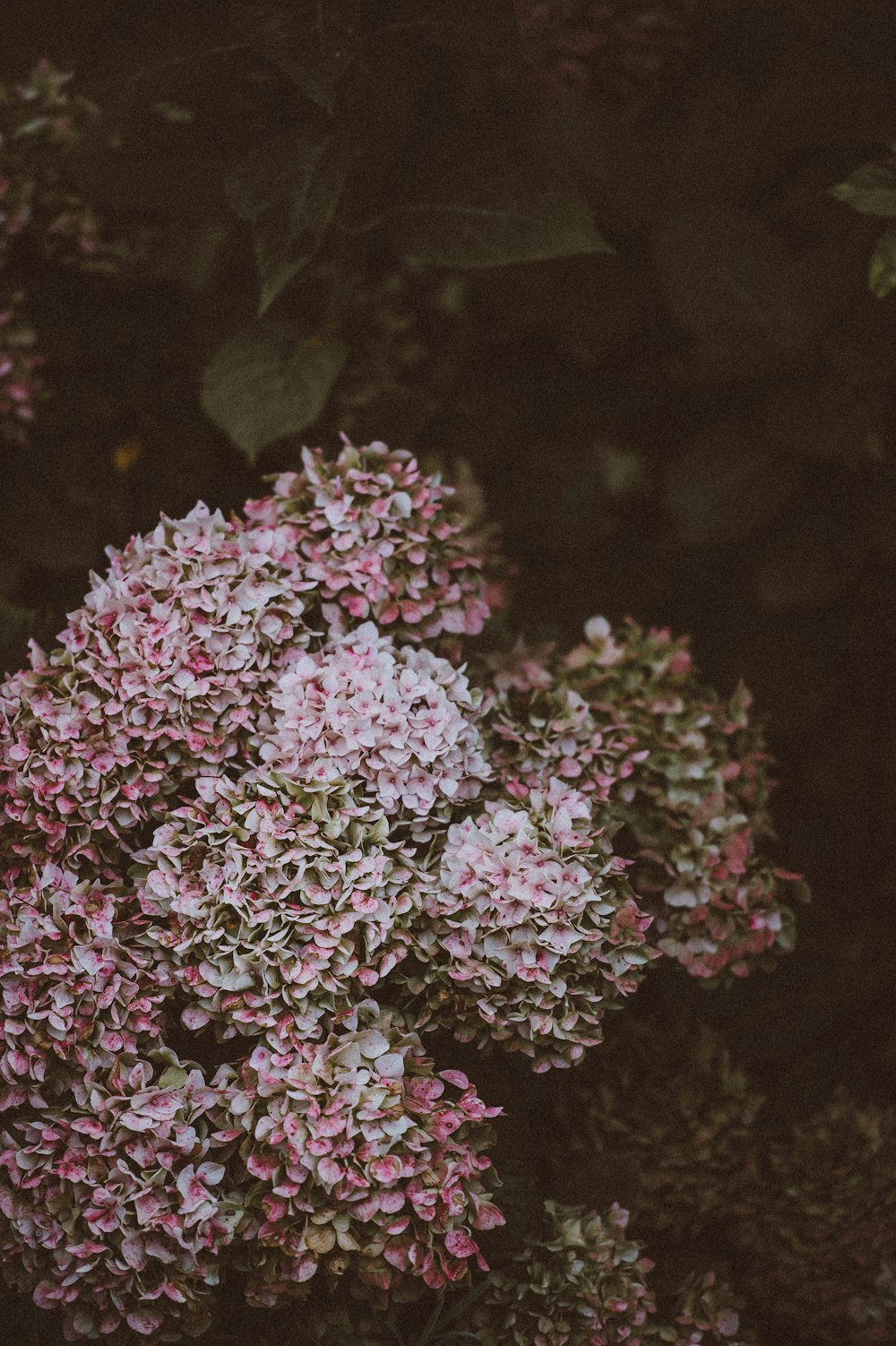 purple petaled flowers