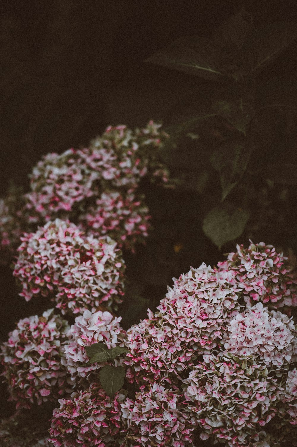 pink cluster flower