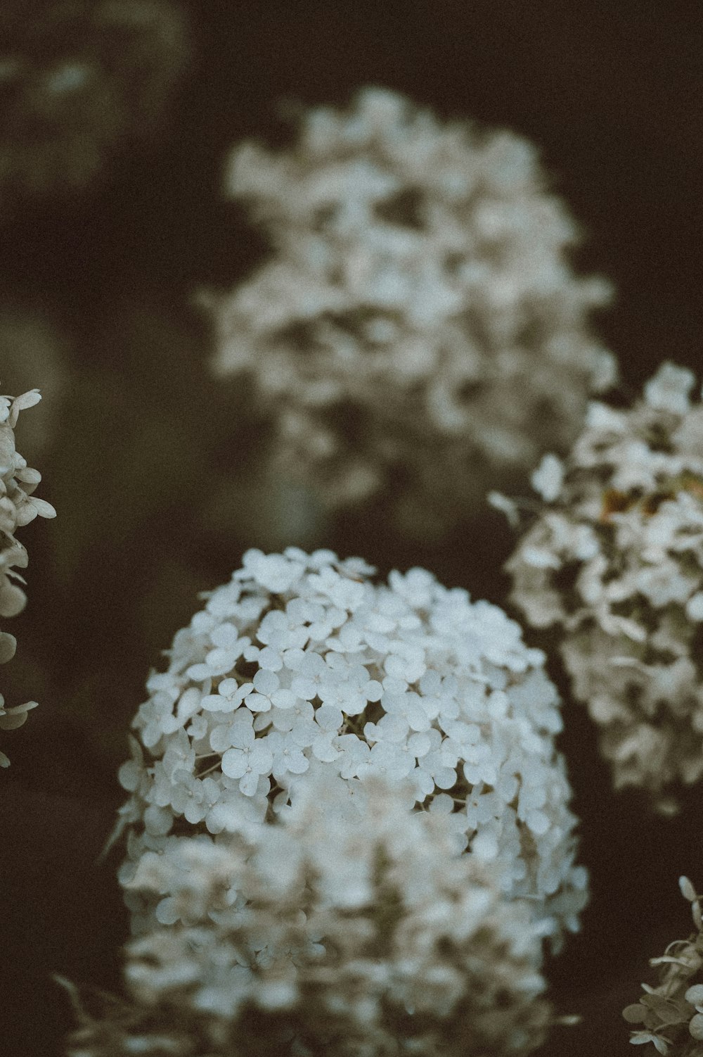 close-up photo of white petaled flowers