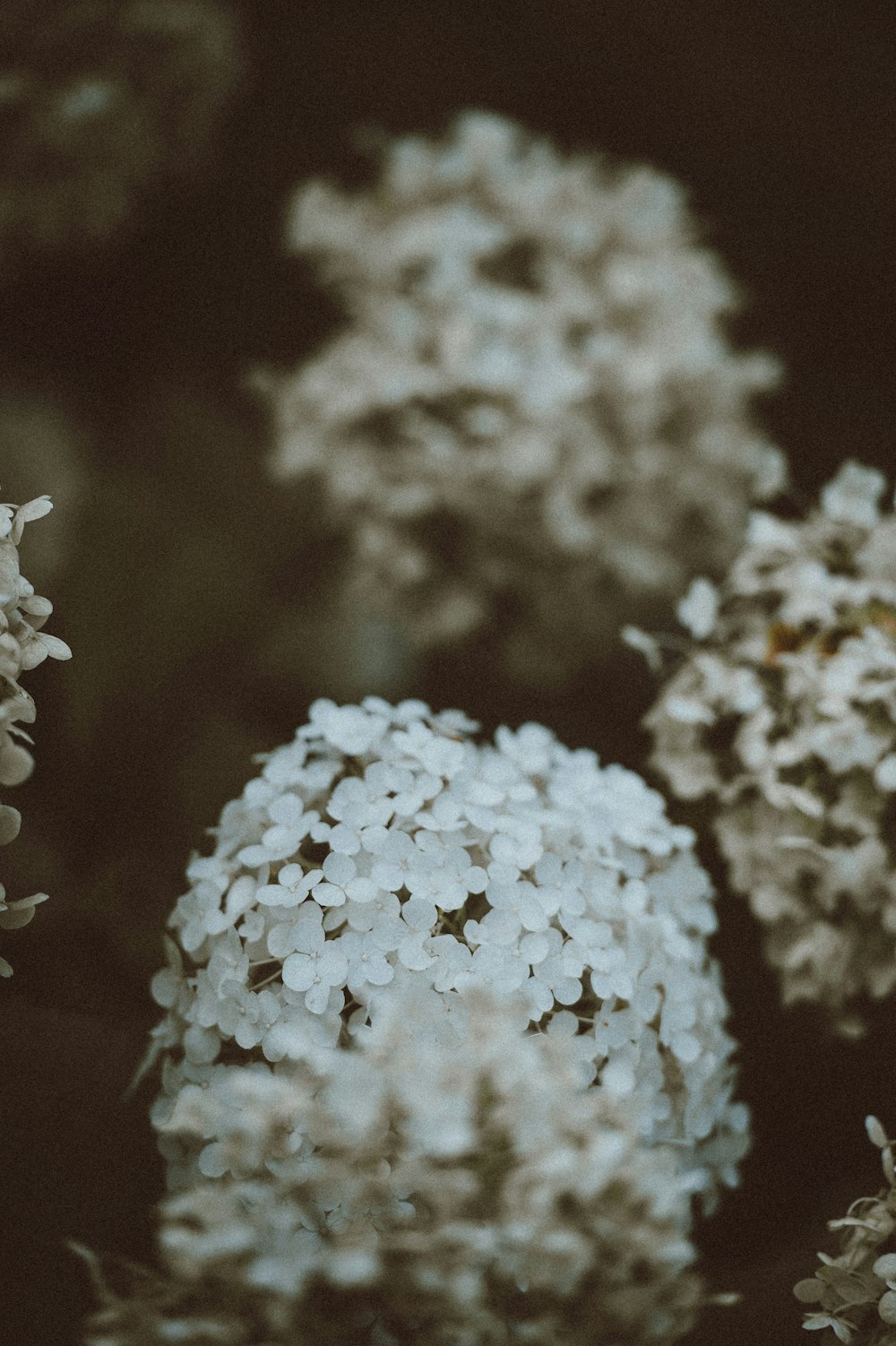 foto em close-up de flores brancas de pétalas