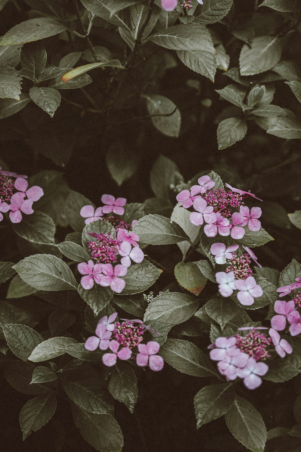 purple flowers photography