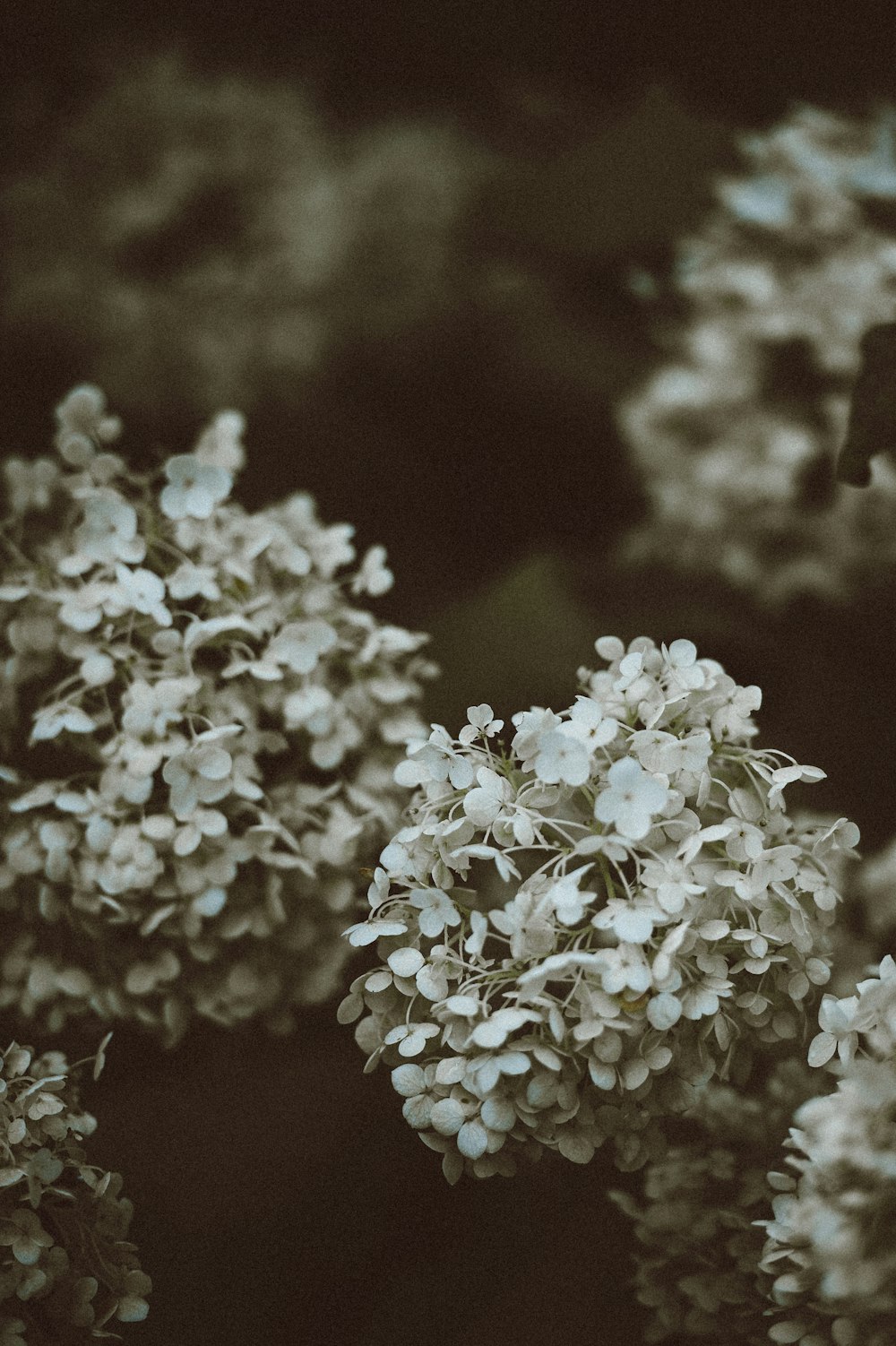 white cluster flower