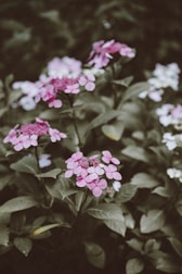 Clusters of delicate purple and pink flowers are surrounded by lush green leaves in a natural setting, conveying a sense of calm and serenity.