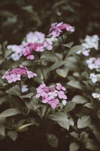 Clusters of delicate purple and pink flowers are surrounded by lush green leaves in a natural setting, conveying a sense of calm and serenity.