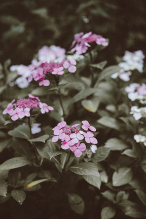A serene setting with lilac and green accents, symbolizing harmony and care in maternity.