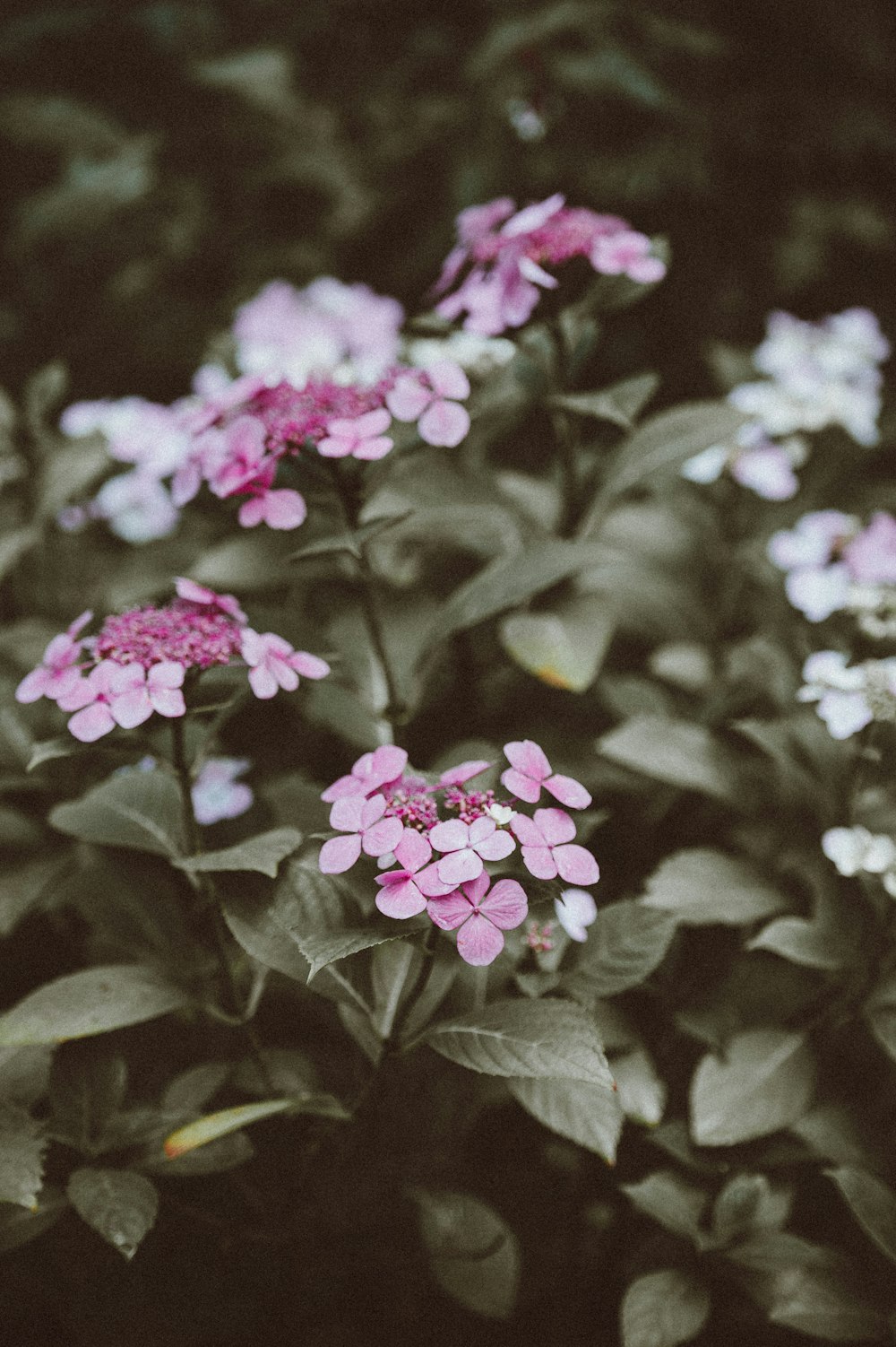 fotografia a fuoco superficiale di fiori rosa