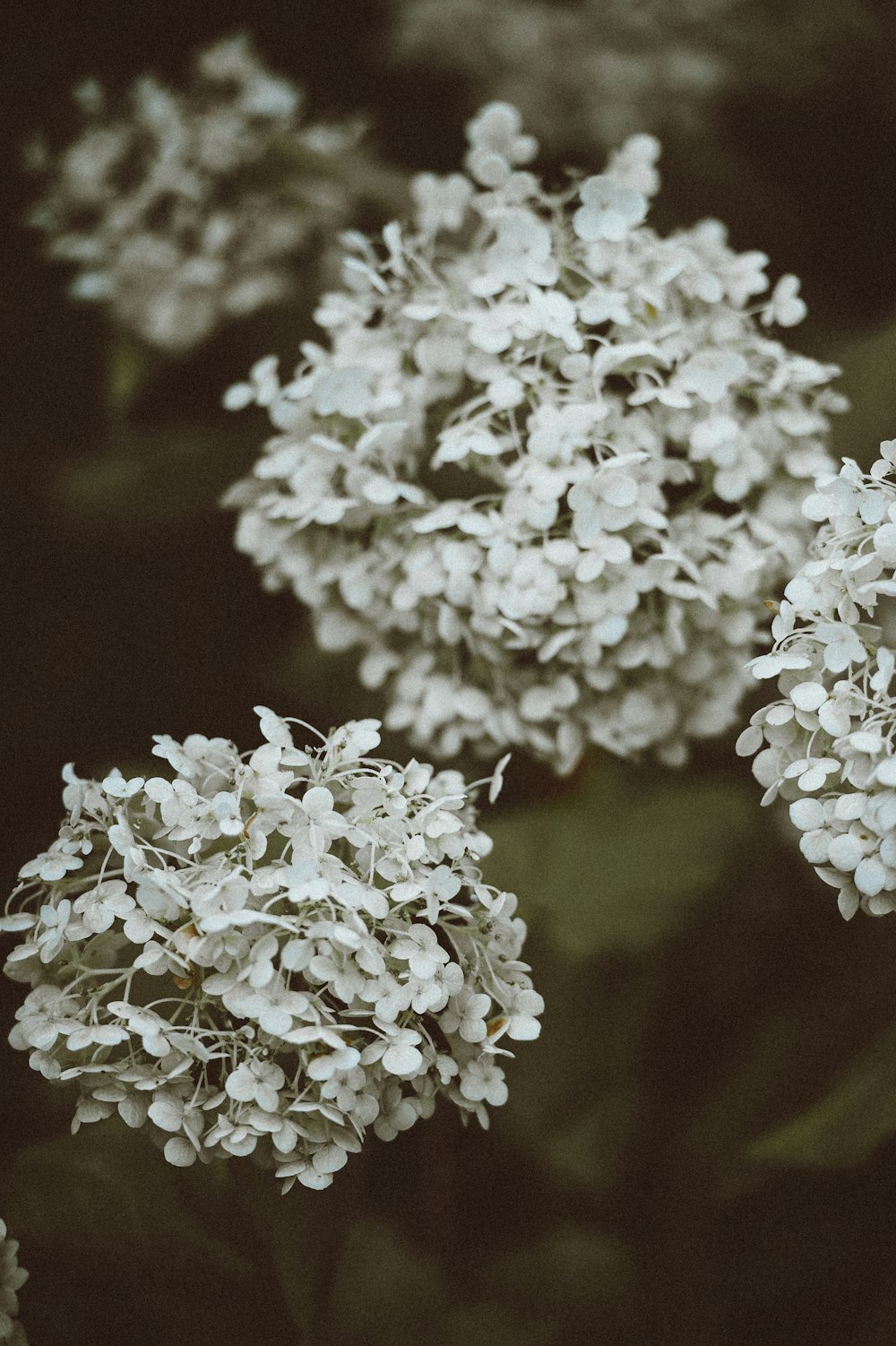 selective focus photography of white cluster flowers
