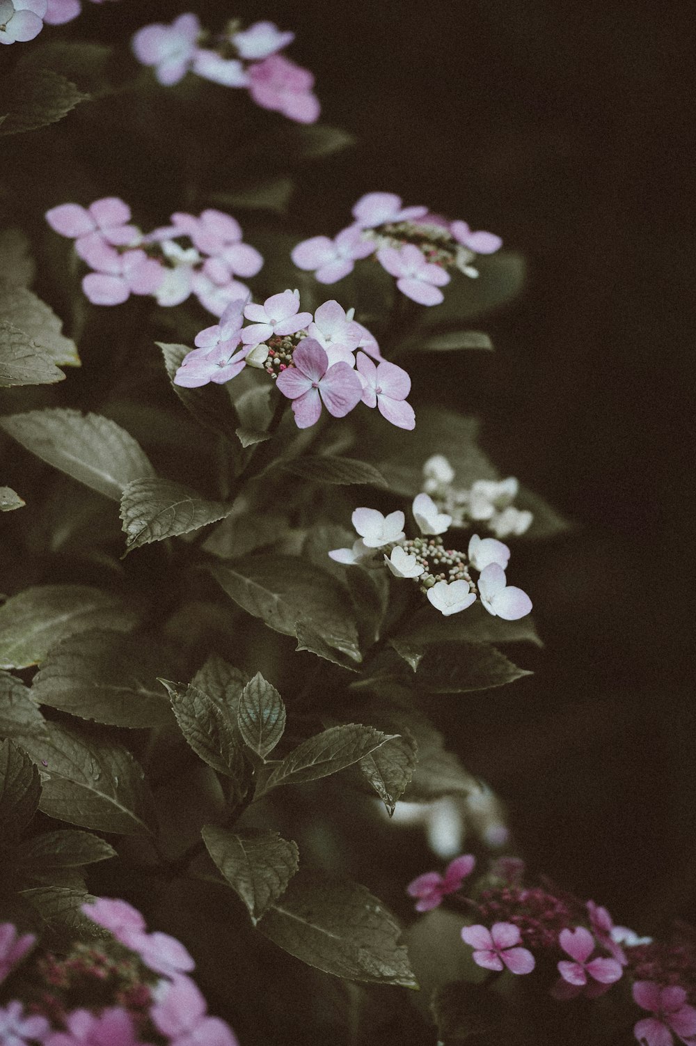 purple and white flowers surrounded by leaves