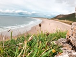 A panoramic view of a remote beach accessible only by a narrow hiking trail, with wildflowers in the foreground.
