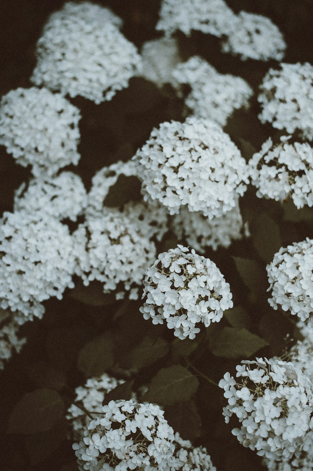 fotografia a fuoco superficiale di fiori bianchi