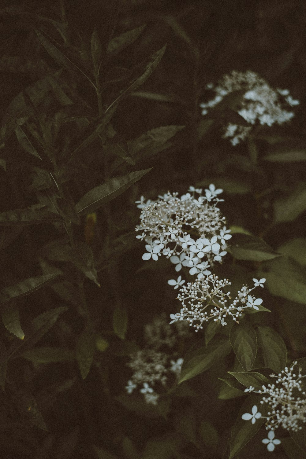 white petaled flowers with green leaves