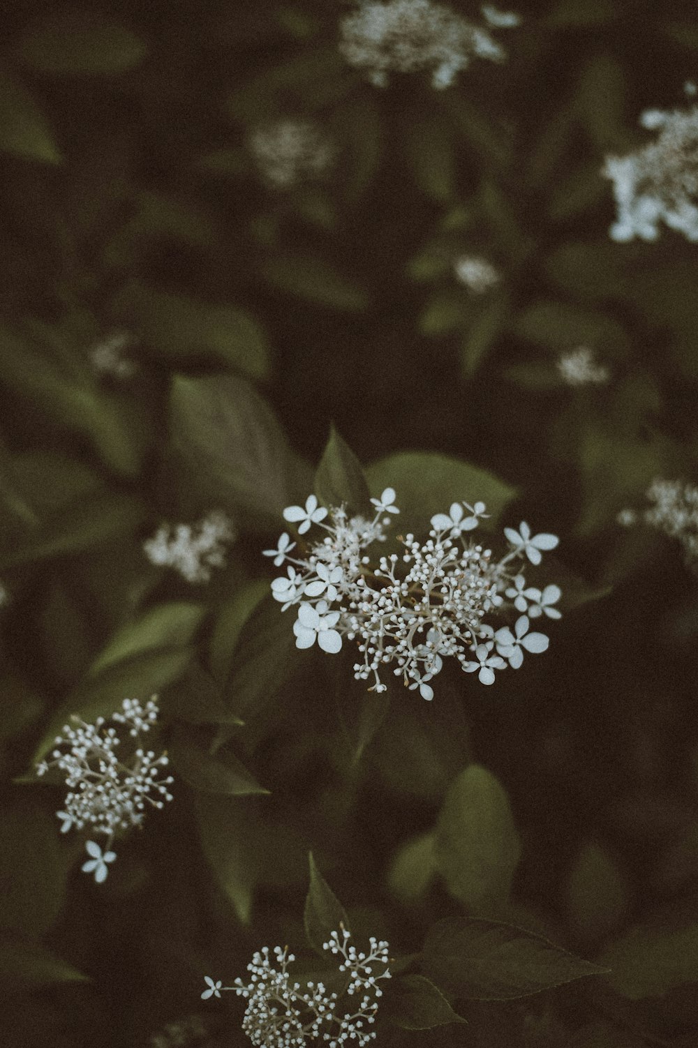 babies breath flower