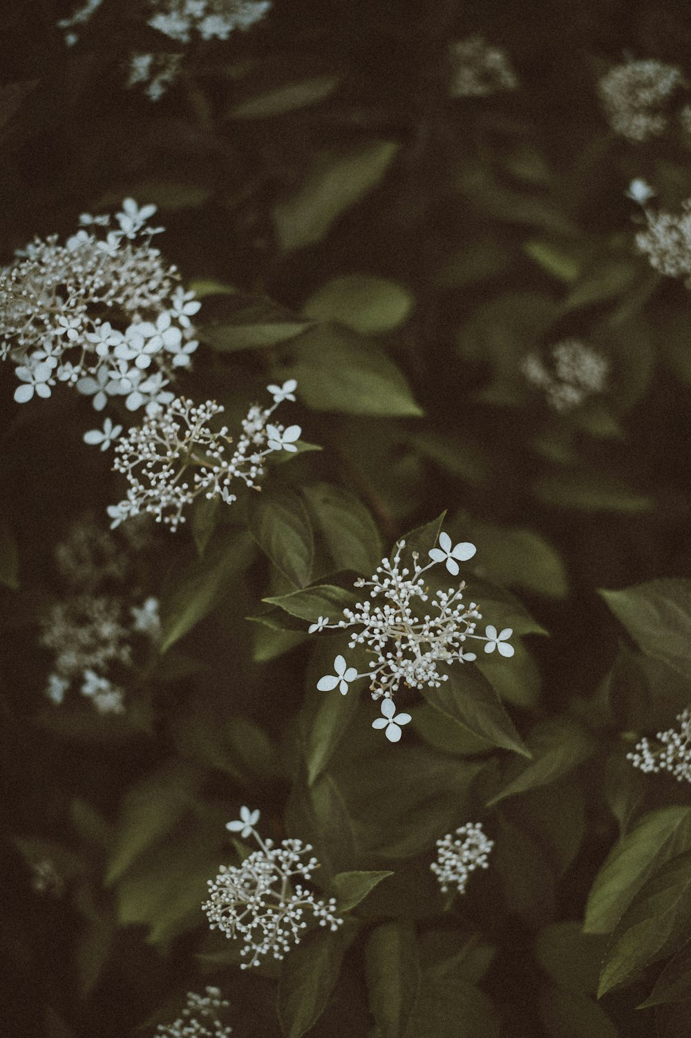 white petaled flowers