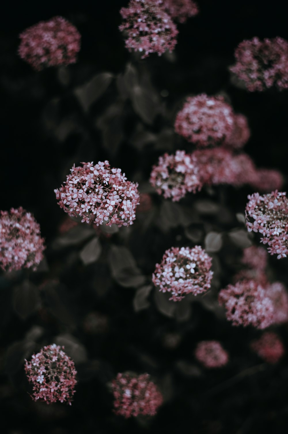 close up photo of pink petaled flowers