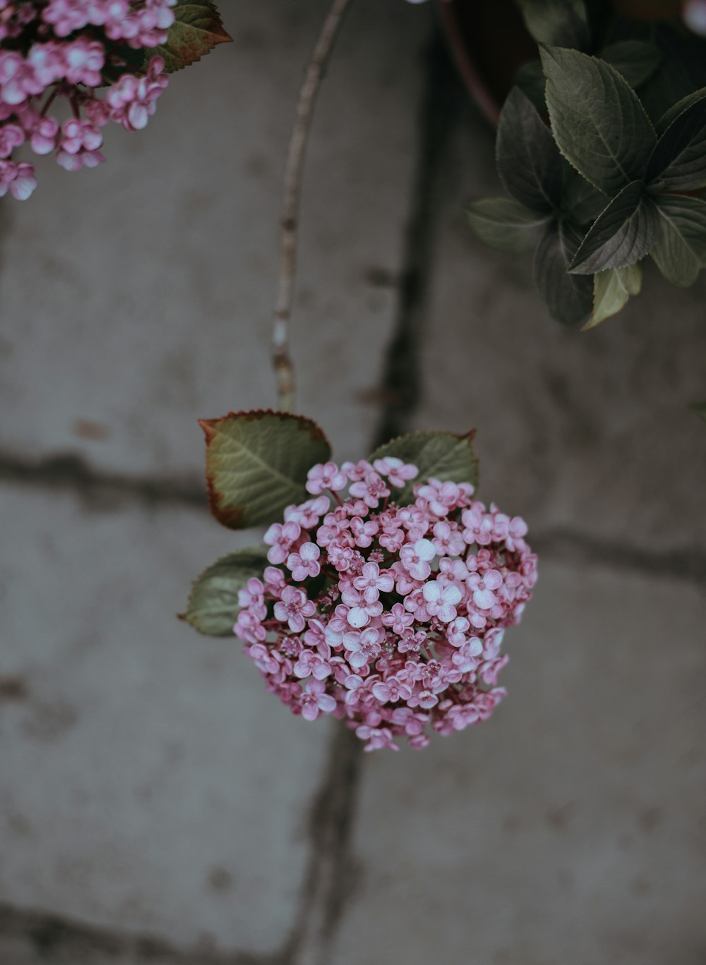 분홍색 꽃잎이 달린 꽃의 근접 촬영 사진